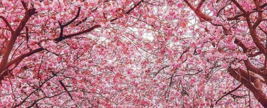 La spada e il fiore di ciliegio